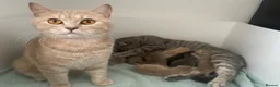 British Shorthair cats for sale: STUNNING LITTER OF RARE COLOUR KITTENS  - Advert 3