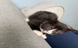 Domestic Shorthair cats for sale: 2 Kittens available  - Image 1