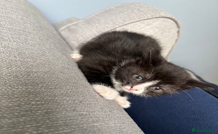 Domestic Shorthair cats - Advert 1