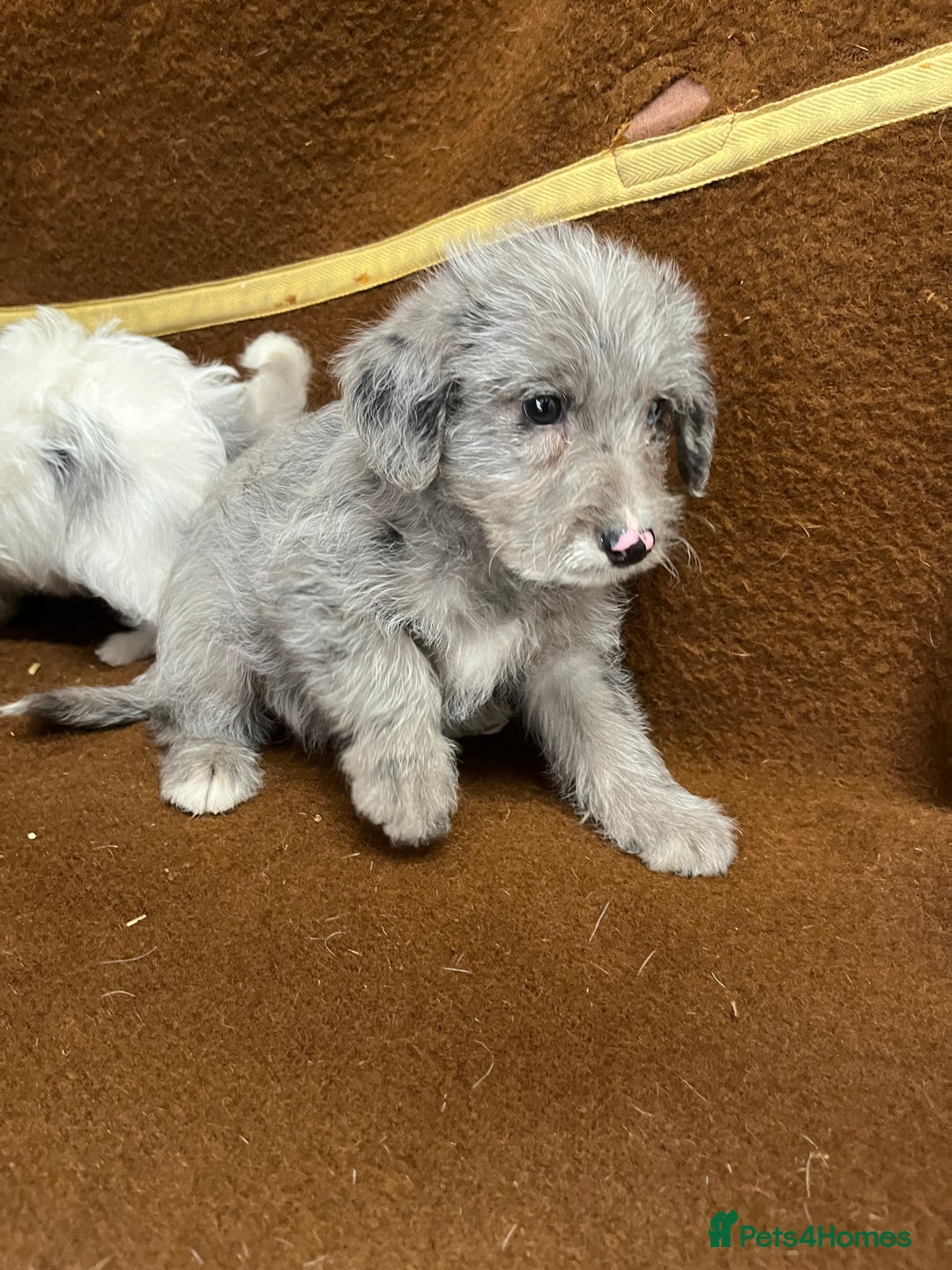 Jackapoo dogs for sale: Beautiful Jackapoo Puppies, READY NOW - Image 18