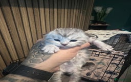 Maine Coon cats for sale: Maine coon x BSH - Advert 4