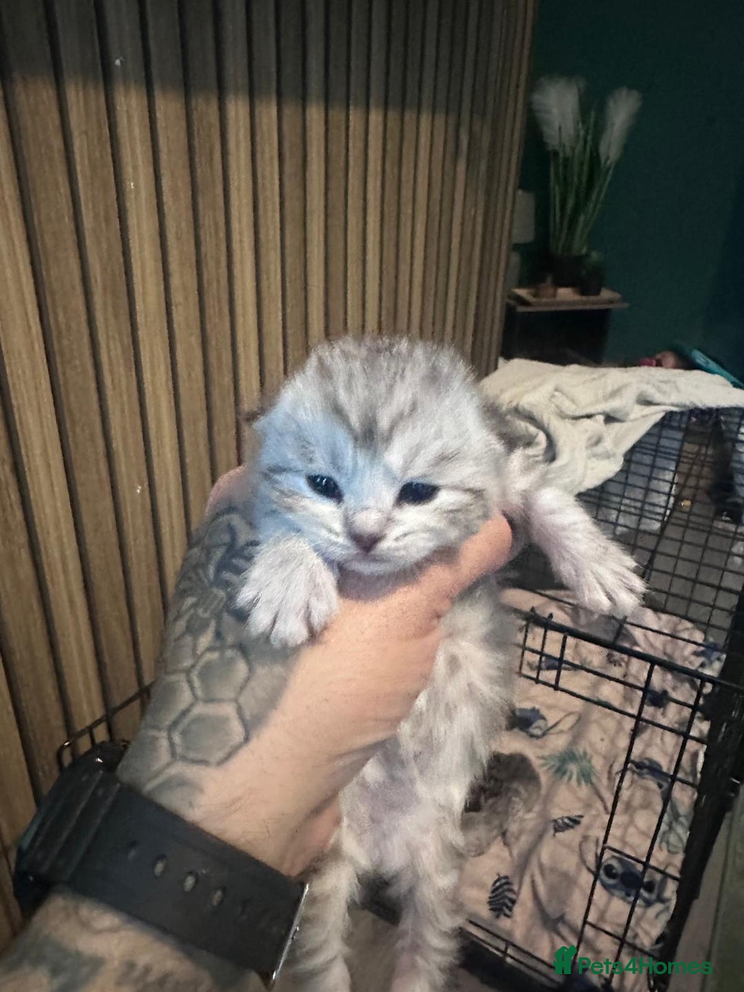 Maine Coon cats for sale: Maine coon x BSH - Advert 4