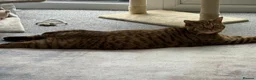 Scottish Fold cats for sale: My precious Milo - Scottish straight ear short 1yr - Advert 11