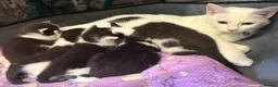 Mixed Breed cats for sale: 3 sweet kittens  - Advert 5
