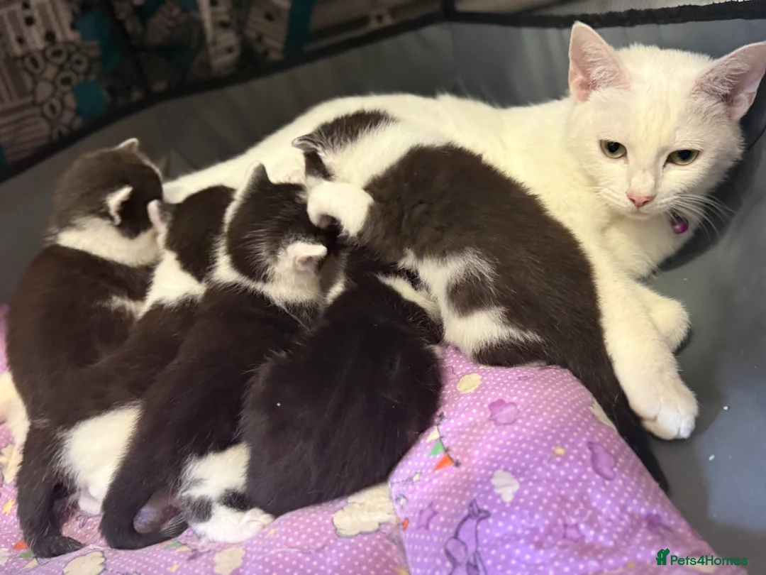 Mixed Breed cats for sale: 3 sweet kittens  - Advert 5