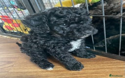 Cavapoo dogs for sale: Beautiful little girl looking for her forever home - Image 6