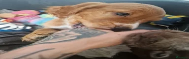 Cocker Spaniel 2
