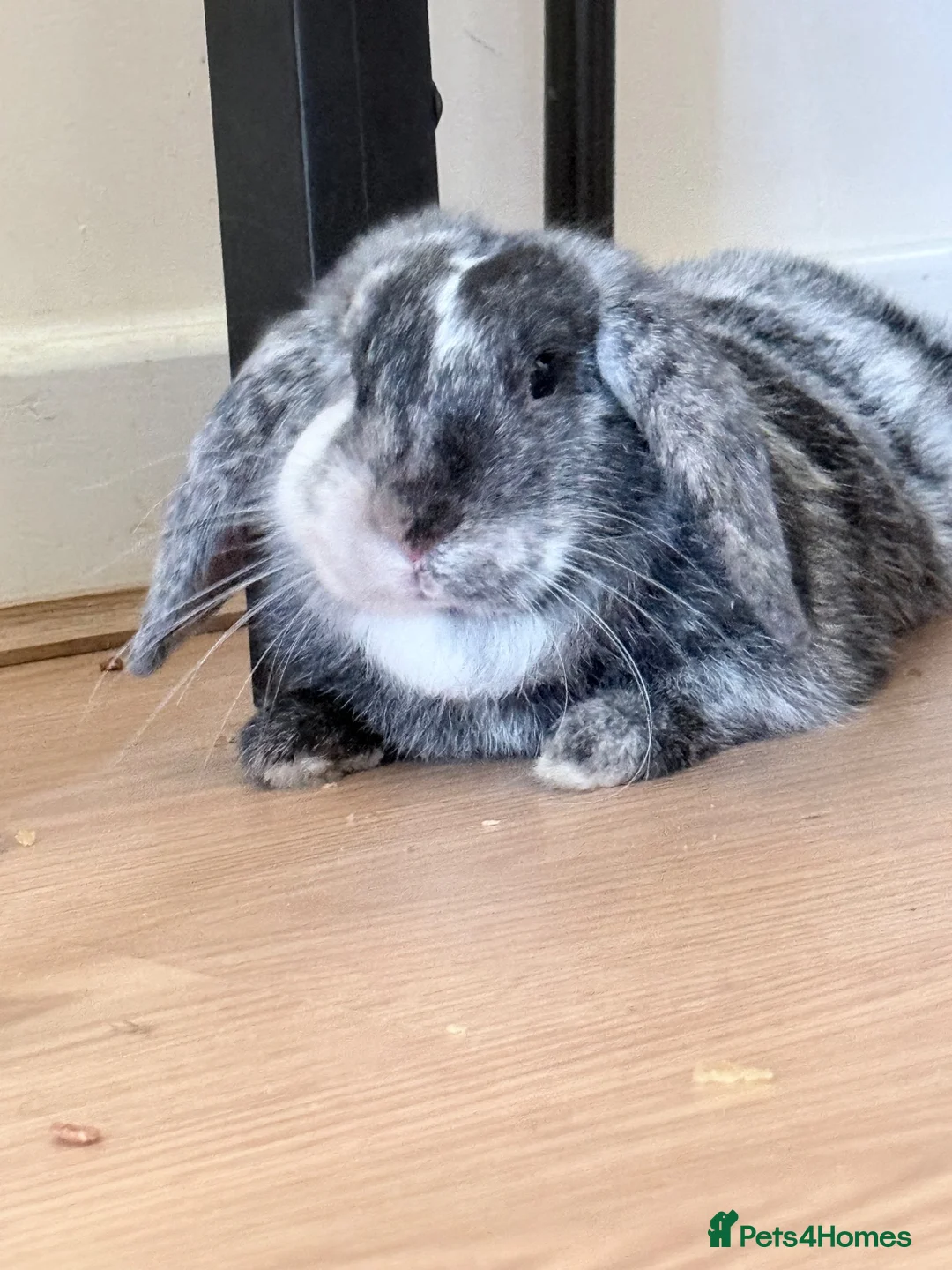 Mini Lop rabbits for sale: 8 month old lop - Advert 1