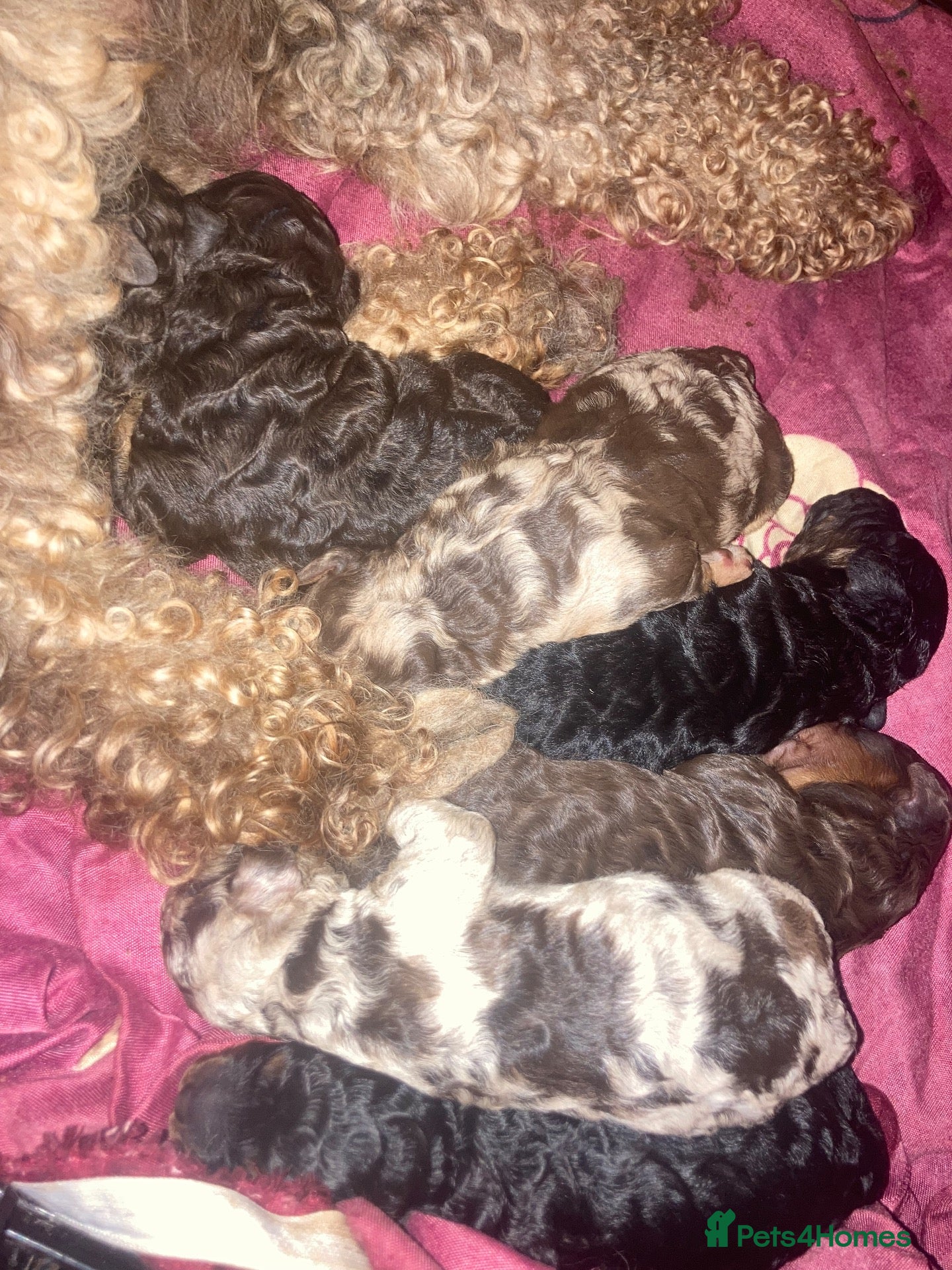 Cockapoo dogs Fb2 cockapoo puppies🐶 - Advert 1