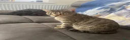 Bengal cats for sale: Beautiful kittens  in Swindon - Advert 23