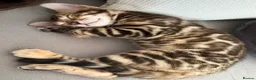 Bengal cats for sale: Pure Bengal kitten brown  - Advert 3