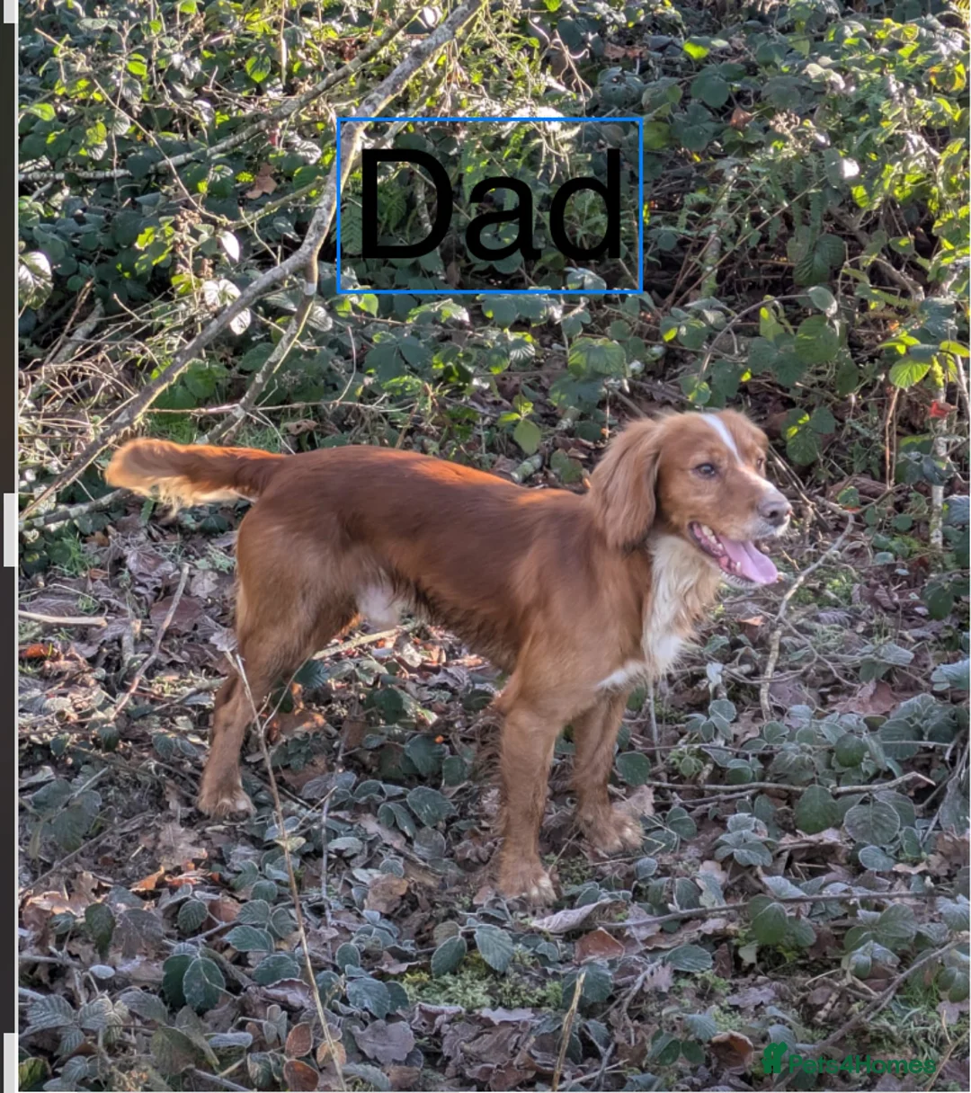 Cocker Spaniel dogs for sale: Working cocker pups due,  ready for spring - Advert 3