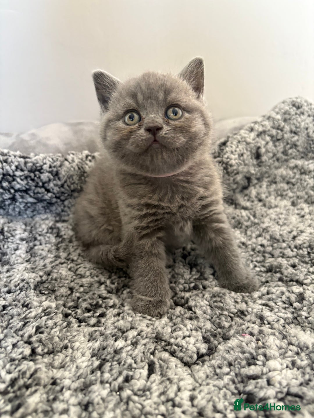 British Shorthair cats for sale: British Blue SH Kittens, TICA, Queens,Studs. - Image 15