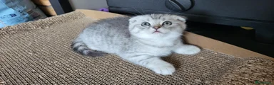 Scottish Fold boy