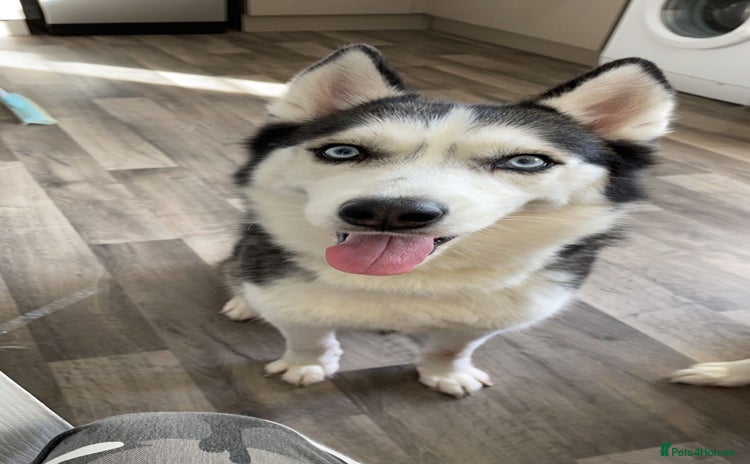 Siberian Husky dogs - Advert 1