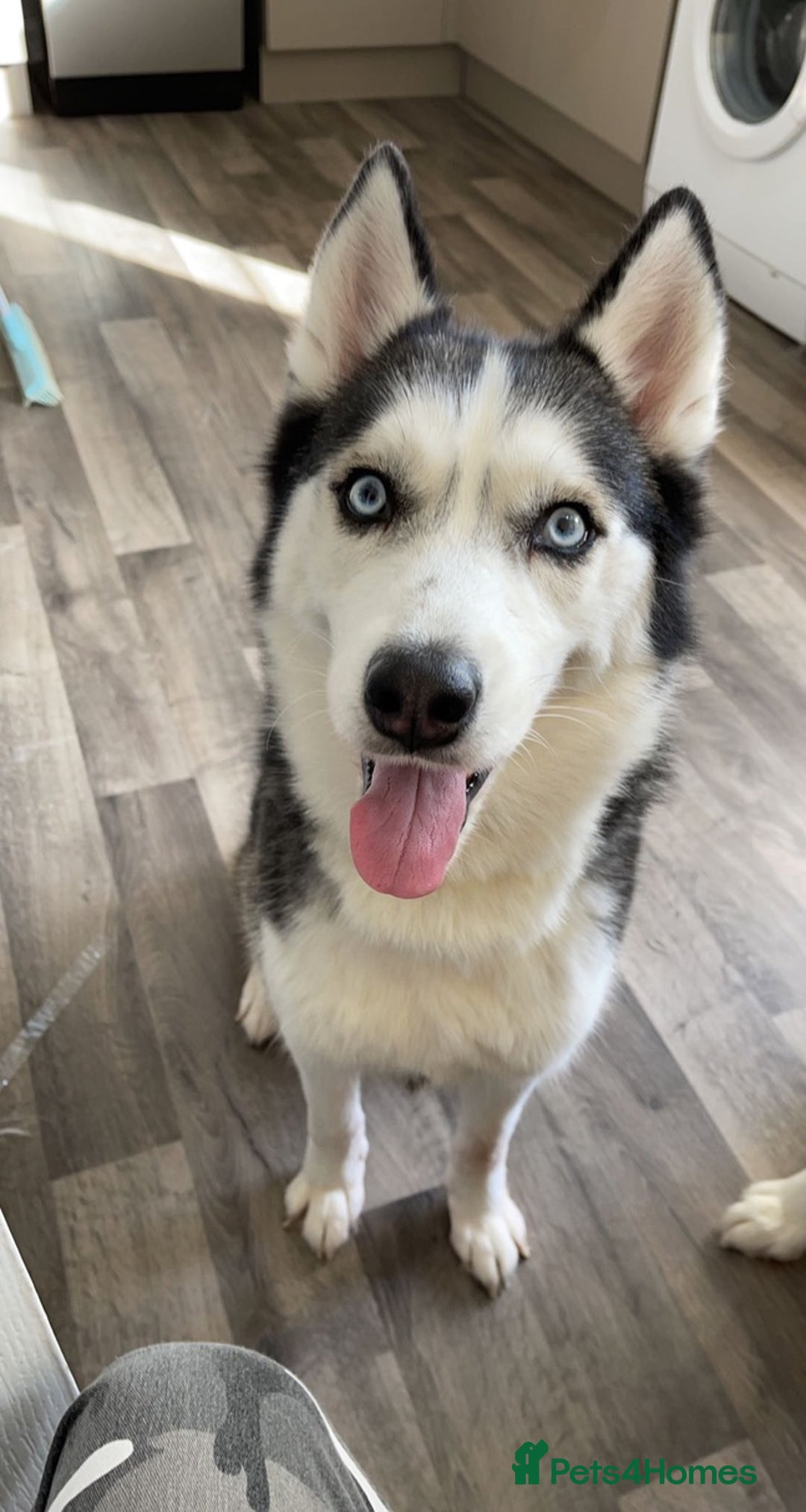 Siberian Husky dogs for sale: Beautiful, Loving Female Husky - Image 1