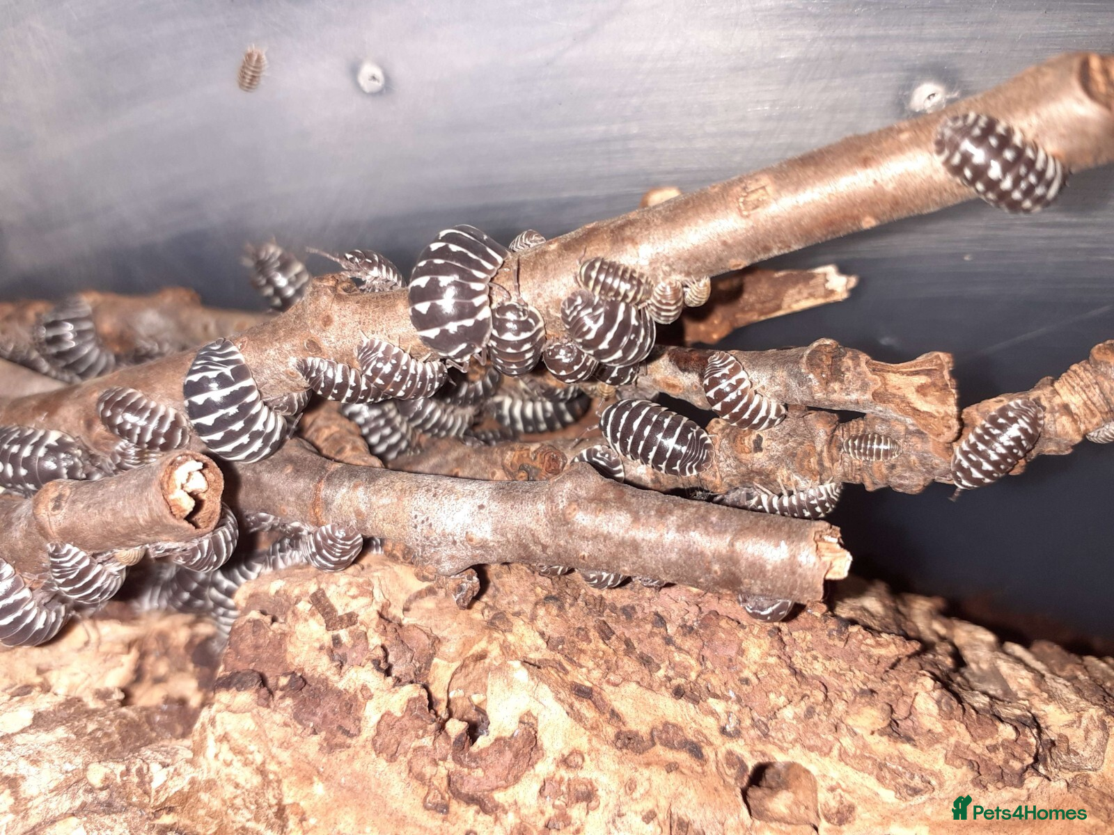 Isopods invertebrates A maculatum zebra isopods - Advert 2