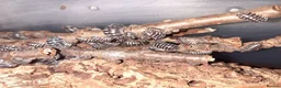 Isopods invertebrates for sale: A maculatum zebra isopods in Slough - Advert 1