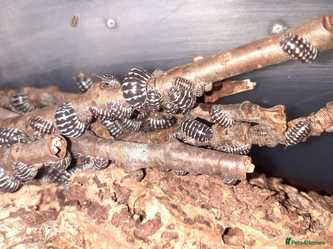 Isopods invertebrates for sale: A maculatum zebra isopods in Slough - Advert 1