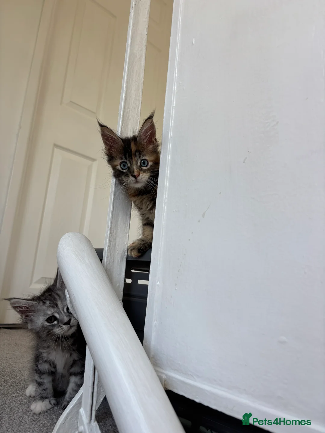 Maine Coon cats for sale: TICA Registered Maine Coon Kittens. Reserve please - Advert 2