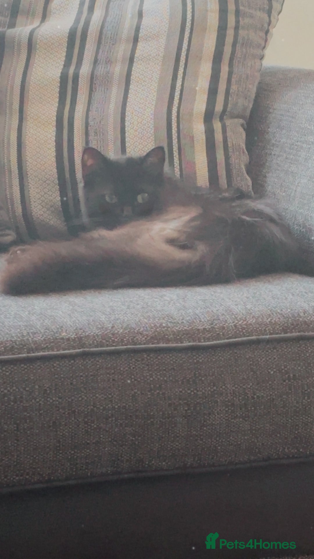 Persian cats for sale: Black long hair  - Image 4