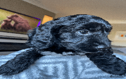 Cockapoo dogs for sale: Beautiful Thick coated Fluffy F1 Toy Cockapoo pups - Advert 17