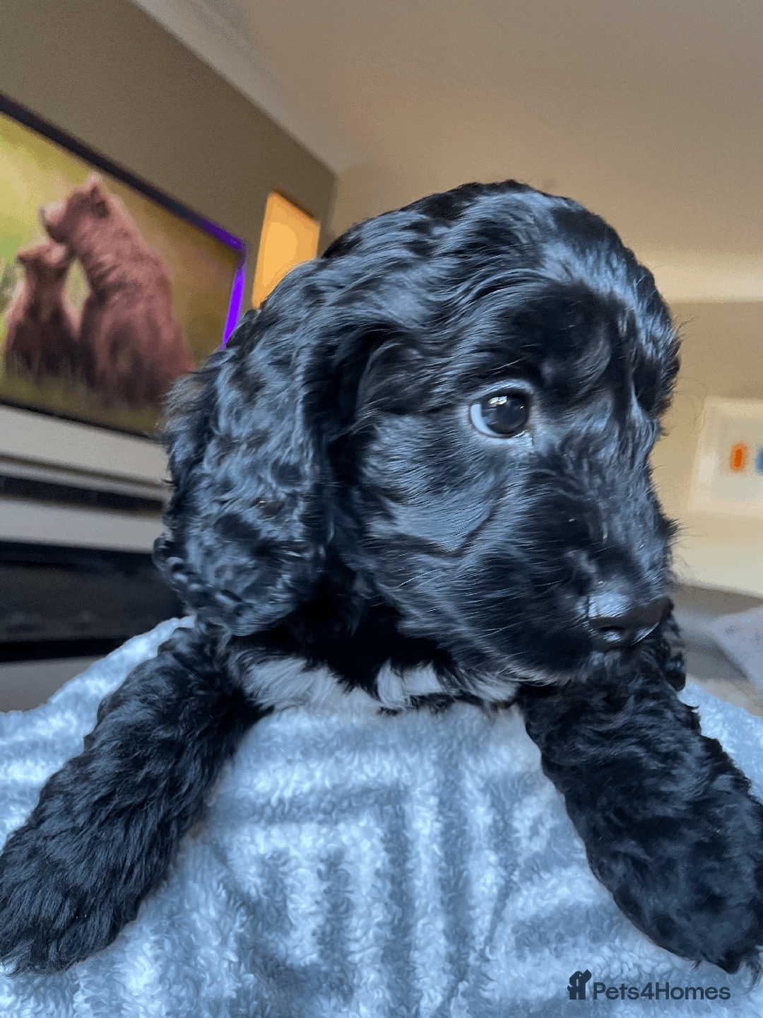 Cockapoo dogs for sale: Beautiful Thick coated Fluffy F1 Toy Cockapoo pups - Advert 17