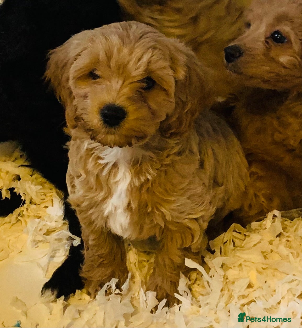 Cavachon dogs for sale: Outstanding Cavapoochon Puppies  - Advert 1