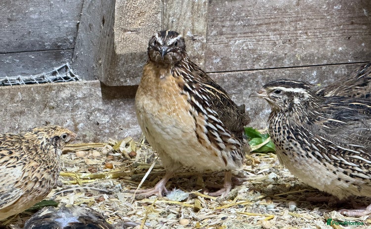Quail poultry - Advert 3