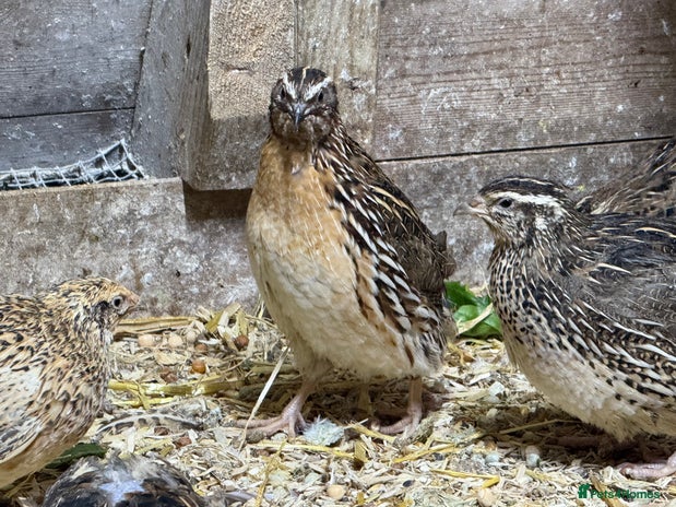 Quail poultry - Advert 8