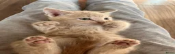 Mixed Breed cats for sale: Mixed breed kittens - family home - Advert 5