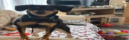 Mixed Breed dogs for adoption: 🌟 CRUZ – 1-YEAR-OLD FEMALE MIXED BREED 🌟 in Southport - Advert 1
