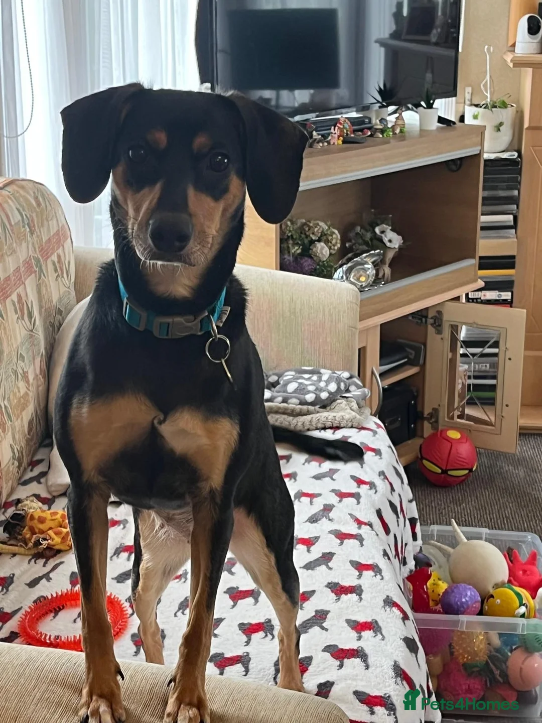 Mixed Breed dogs for adoption: 🌟 CRUZ – 1-YEAR-OLD FEMALE MIXED BREED 🌟 in Southport - Advert 1