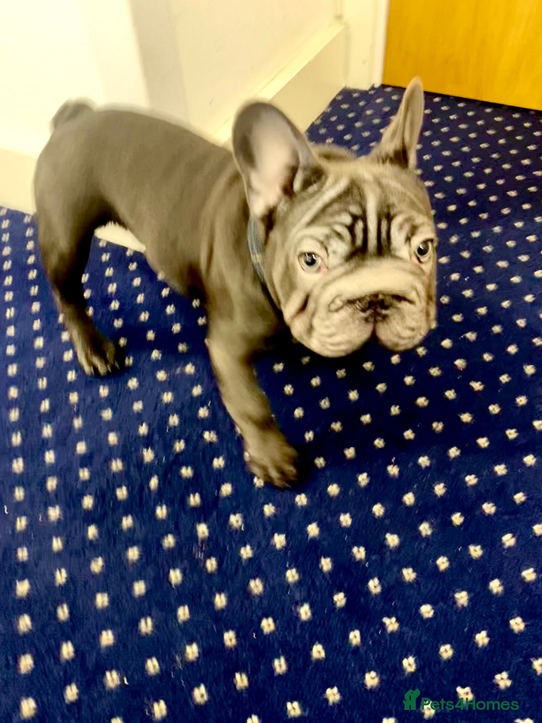 French Bulldog dogs for sale: LEFT 1 French Bulldog Girl 🐶  & 1 Boys 🐶❤️ - Advert 22