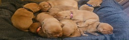 Labrador Retriever dogs for sale: KC Fox Red Labrador Puppys - Advert 11