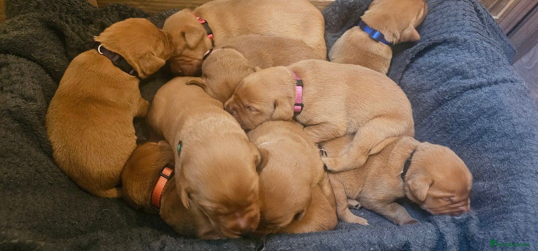 Labrador Retriever dogs for sale: KC Fox Red Labrador Puppys - Advert 11