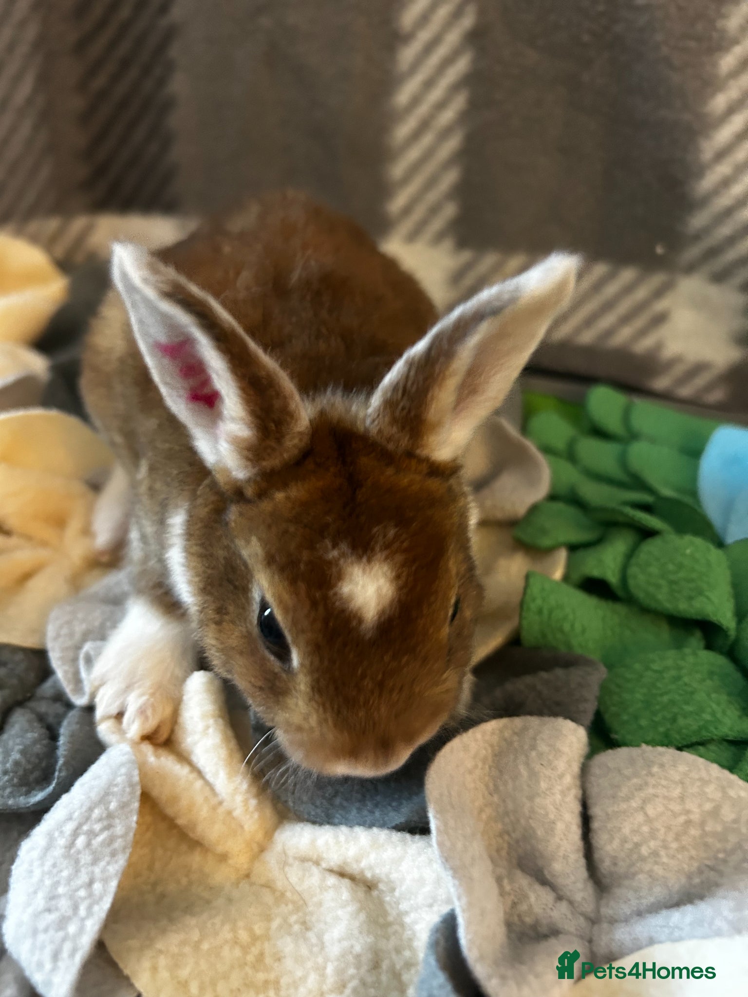 Mixed Breed rabbits for sale: Adorable baby rabbits ready for sale now - Advert 7
