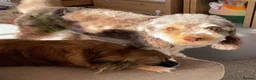Mixed Breed dogs for sale: Cockapoo mix  in Dartmouth - Advert 25