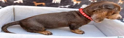 Miniature Dachshund dogs for sale: Miniature Dachshund- KC Registered - Advert 8