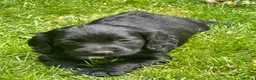 Cocker Spaniel dogs for sale: Fully Health tested kc registered last choc boy  - Advert 6