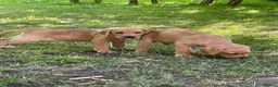Labrador Retriever dogs for sale: Beautiful Labrador puppies  - Advert 8