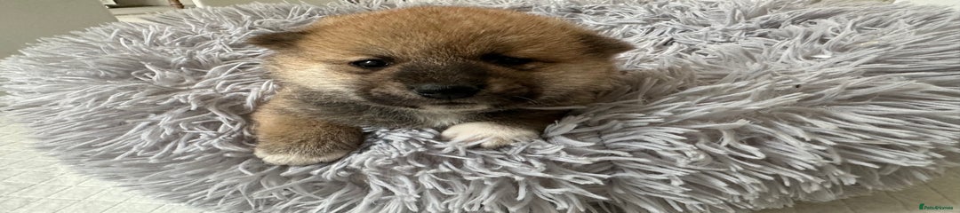 Japanese Shiba Inu Puppy 2