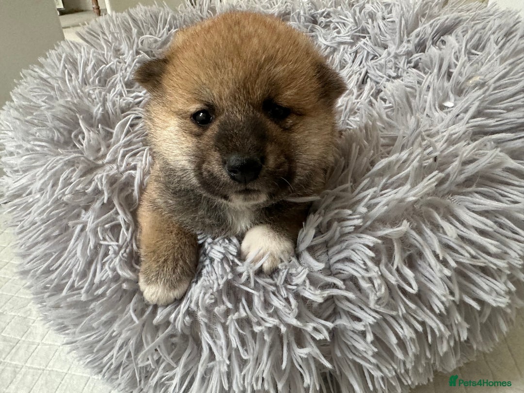 Japanese Shiba Inu dogs for sale: Japanese Shiba Inu puppies - Image 15