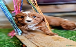 Cavapoo dogs for sale: Scrumptious Cavapoo puppies- Dad PRA tested - Image 5