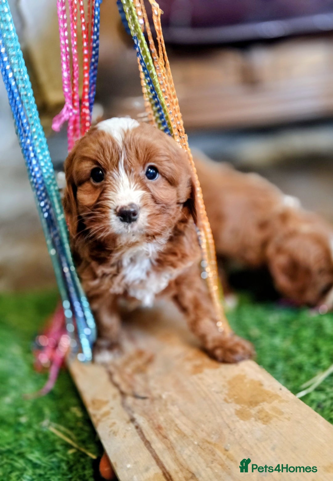 Cavapoo dogs for sale: Scrumptious Cavapoo puppies- Dad PRA tested - Image 5