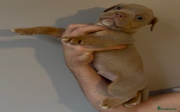 Olde English Bulldogge dogs for sale: Olde English bulldog puppies - Image 8