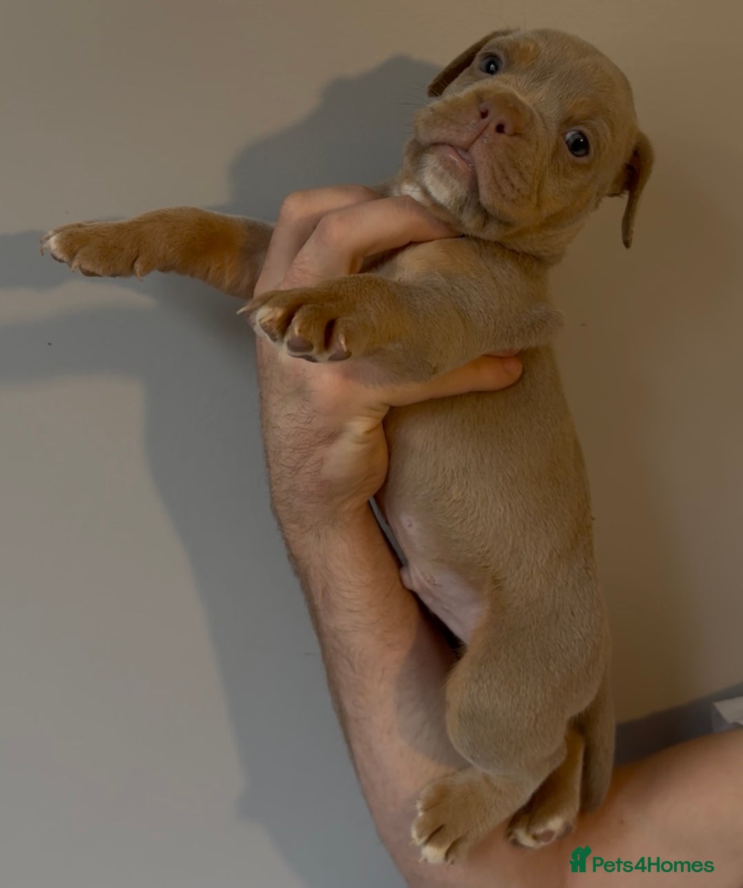 Olde English Bulldogge dogs for sale: Olde English bulldog puppies - Image 8