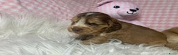 Cocker Spaniel dogs for sale: Show type cocker spaniel puppy’s PRA Clear  - Advert 11