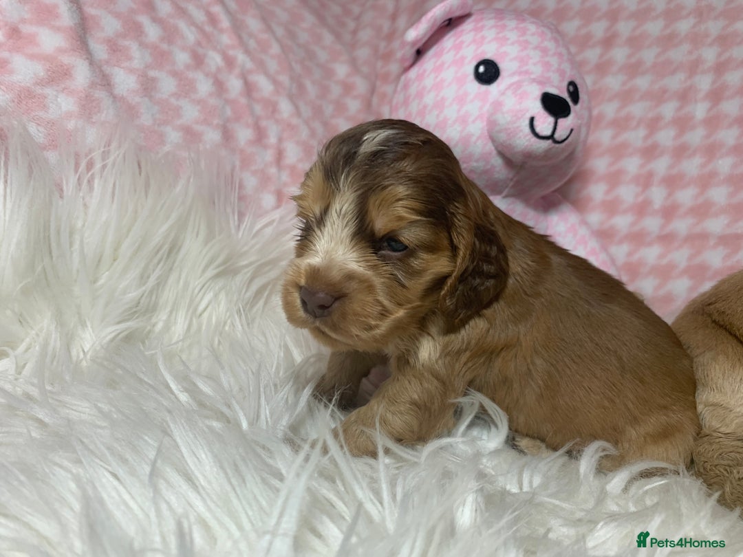 Cocker Spaniel dogs for sale: Show type cocker spaniel puppy’s PRA Clear  - Advert 11