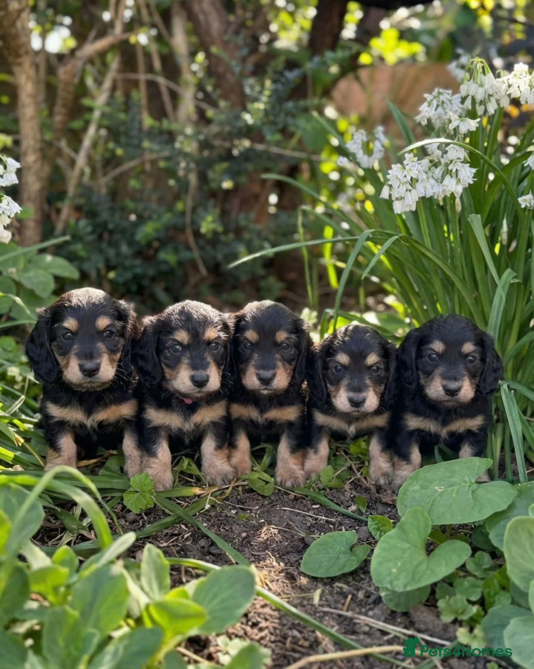 Miniature Dachshund dogs for sale: Long Hair Black And Cream Miniature Dachshund - Advert 1